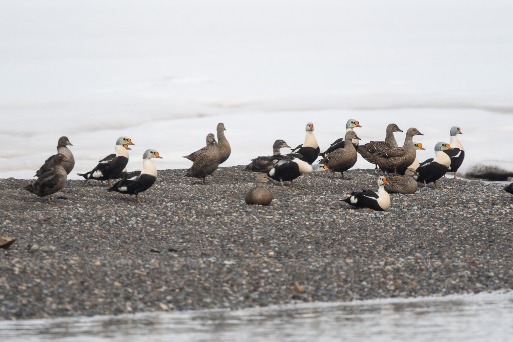 Éider Real - ML645546724