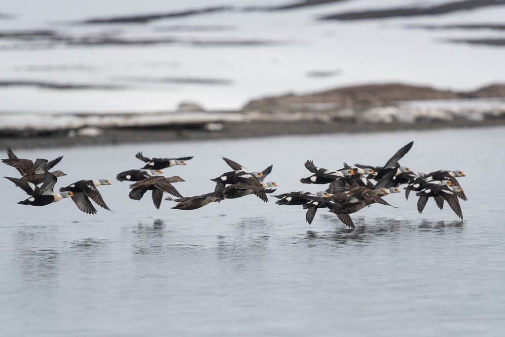 Éider Real - ML645546725