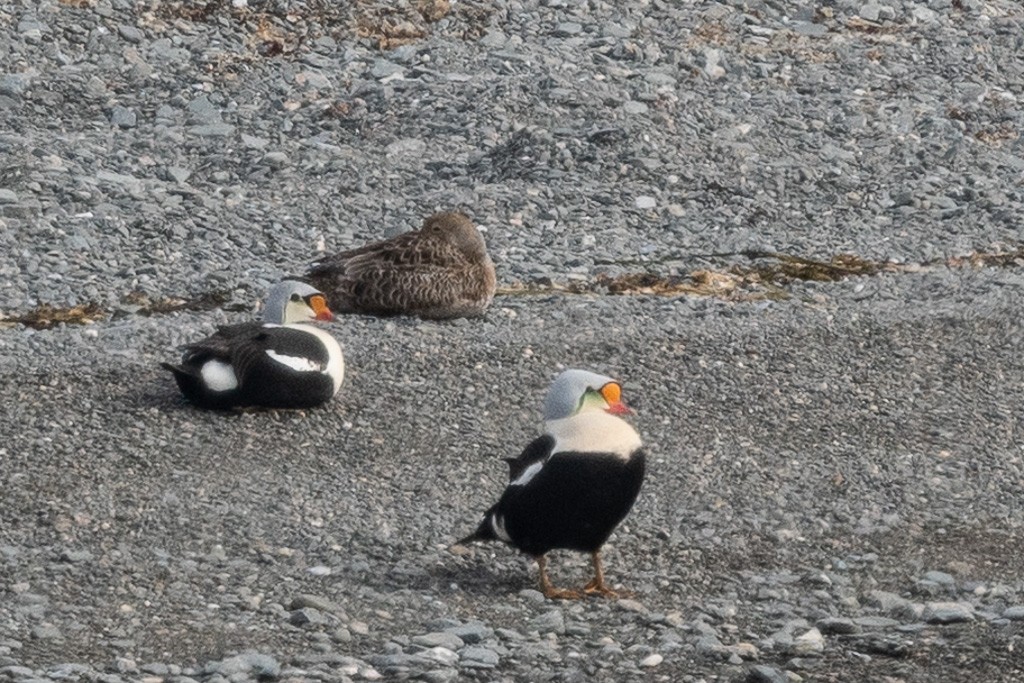 Éider Real - ML645546726