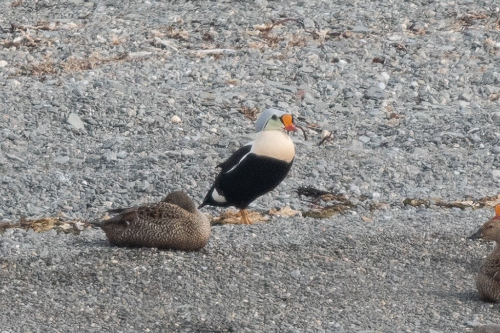 Éider Real - ML645546727