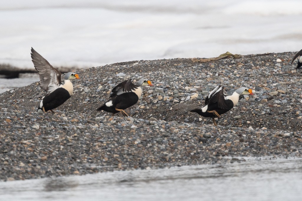 Éider Real - ML645546728