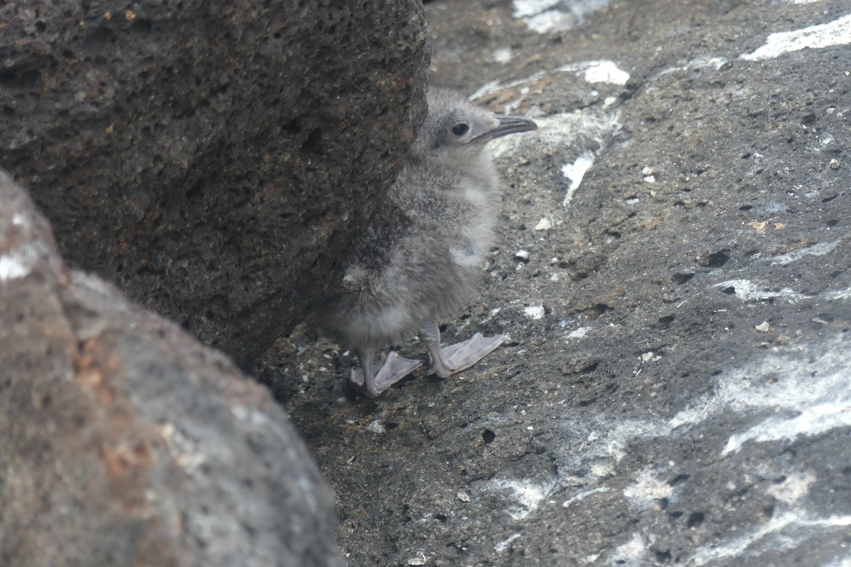 Swallow-tailed Gull - ML645546730