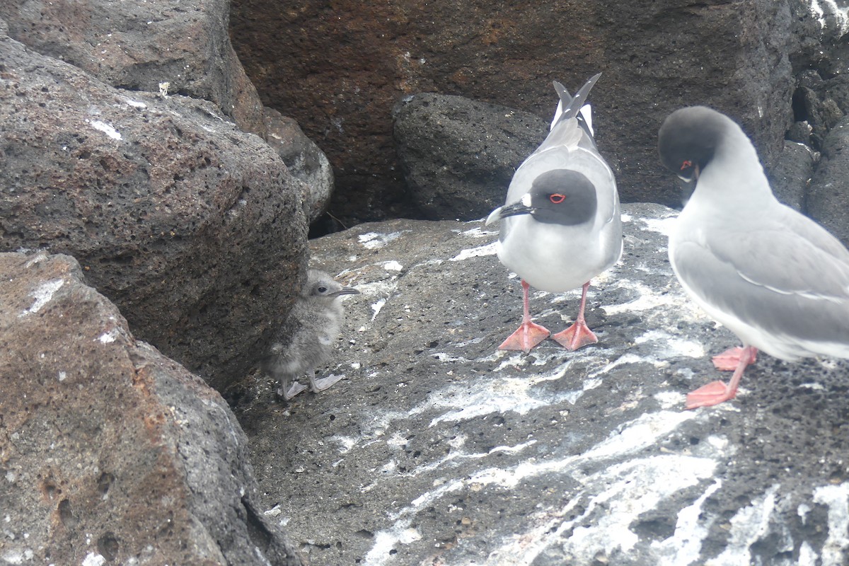 Swallow-tailed Gull - ML645546731