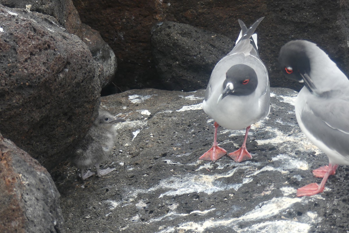 Swallow-tailed Gull - ML645546732