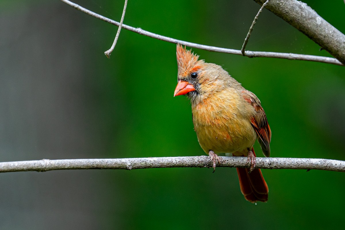 Northern Cardinal - ML645546737