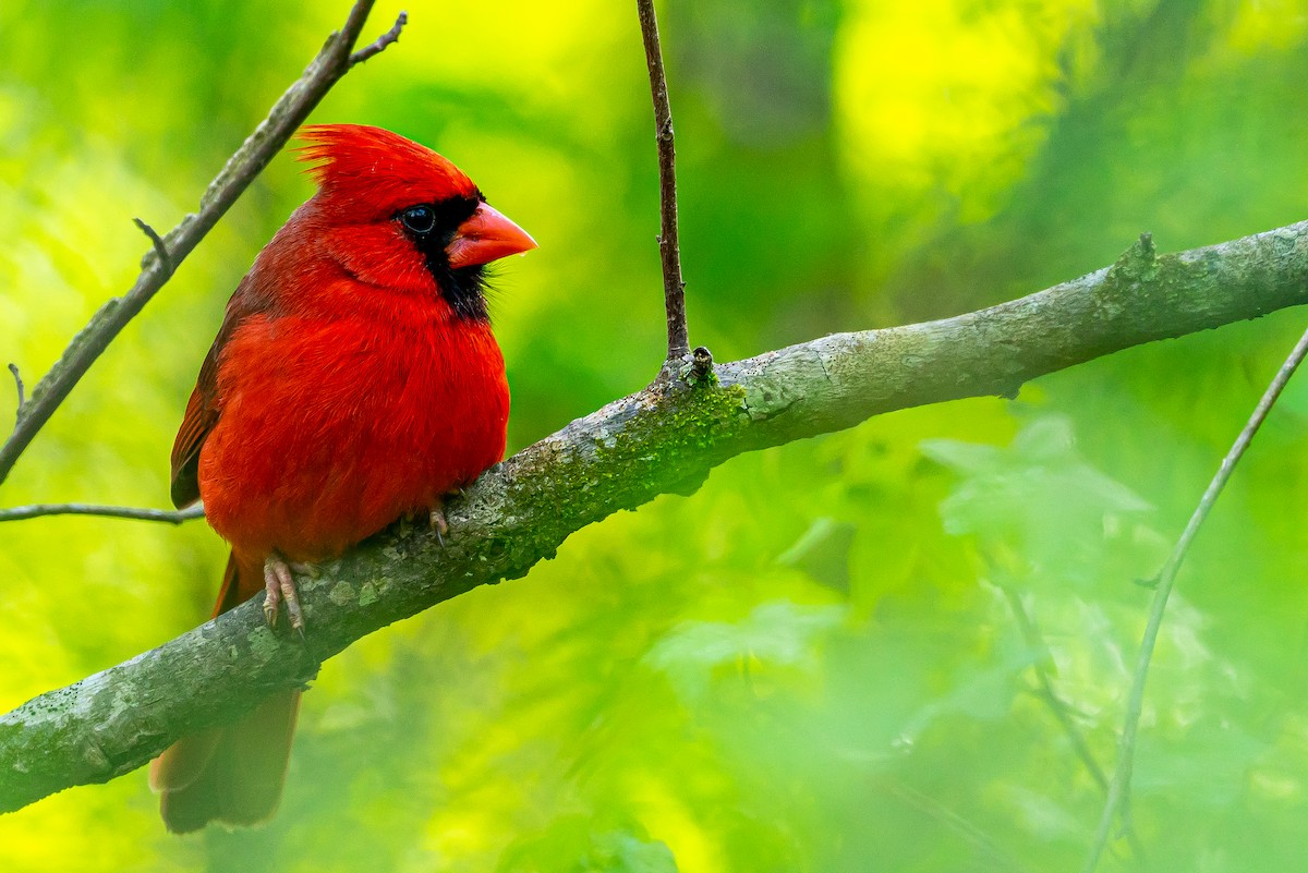 Northern Cardinal - ML645546758