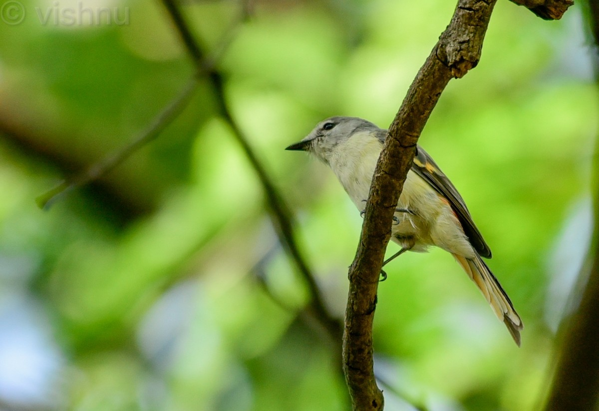 Small Minivet - ML645546760