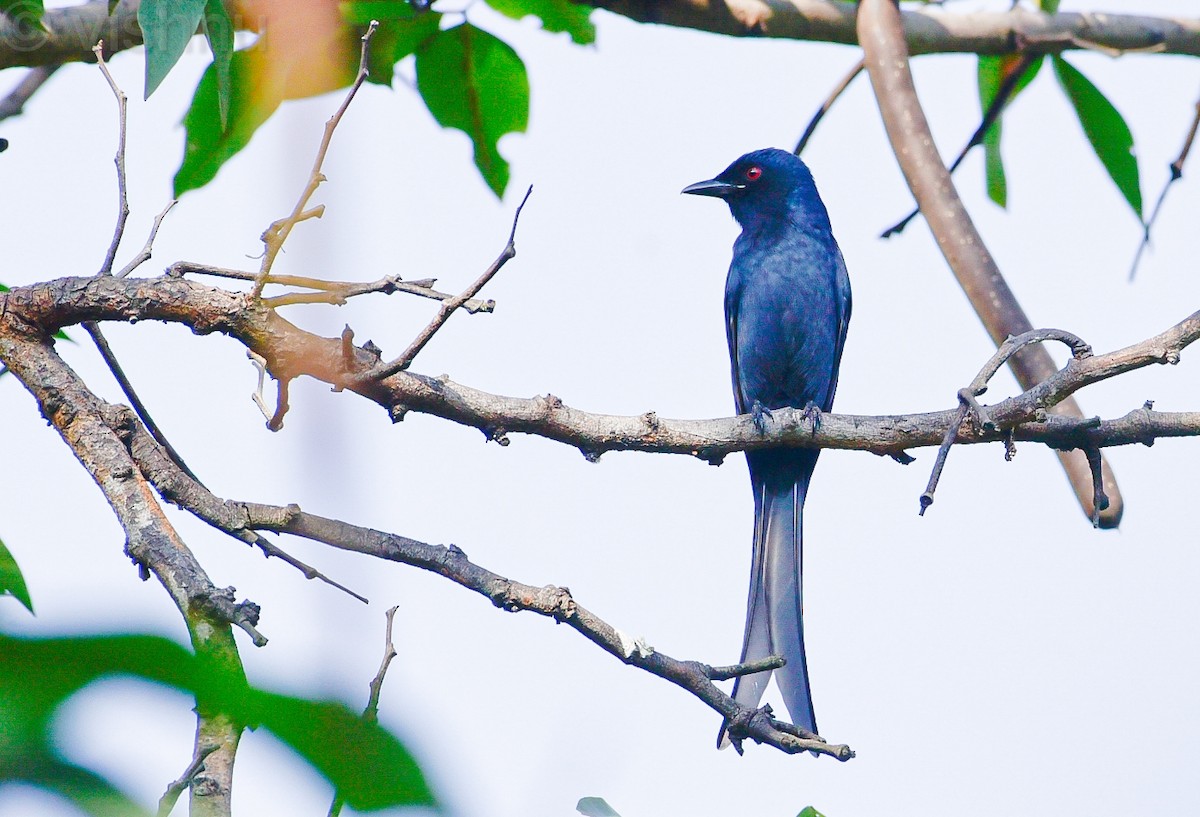 Ashy Drongo - ML645546768