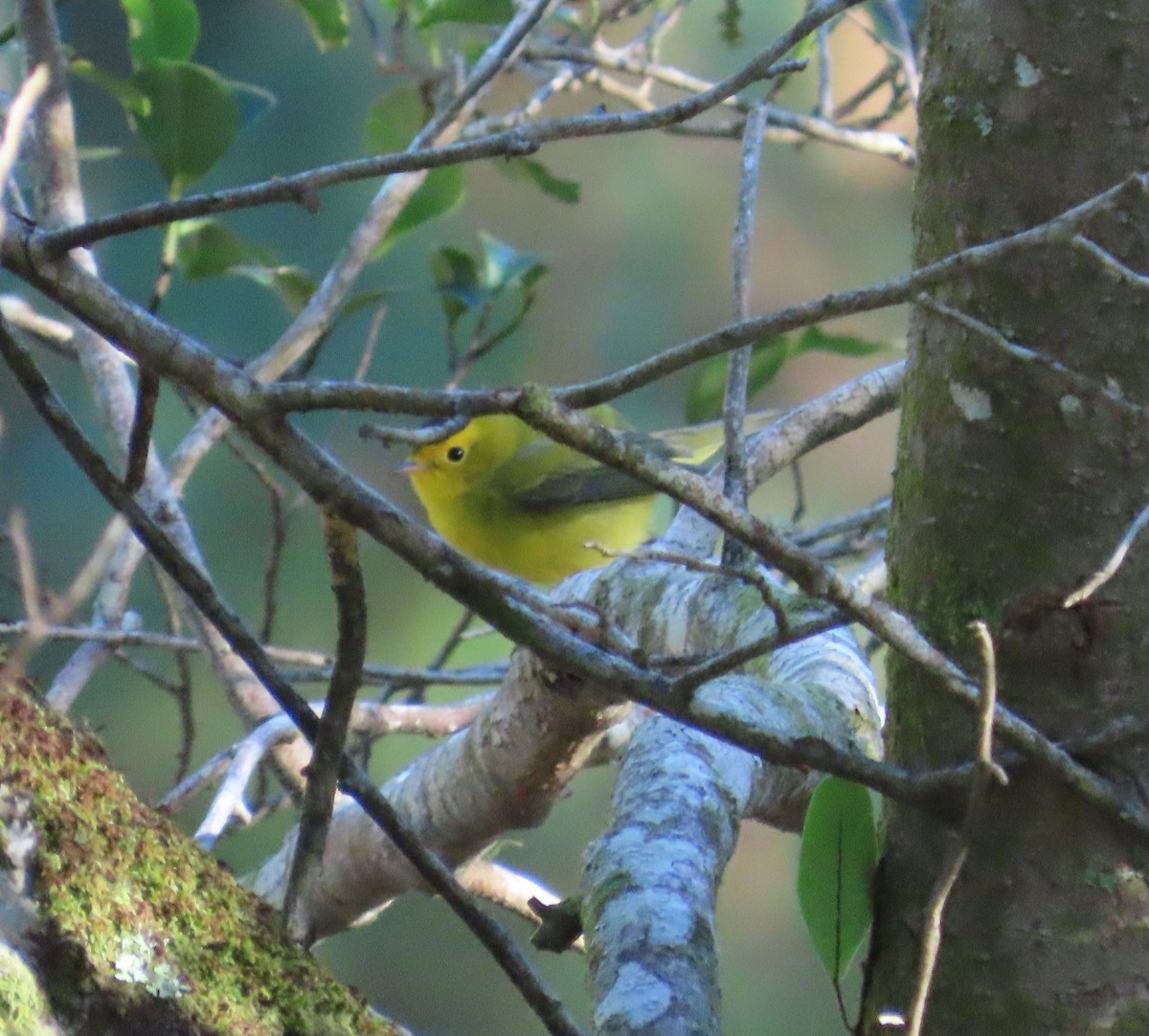 Wilson's Warbler - ML645546777