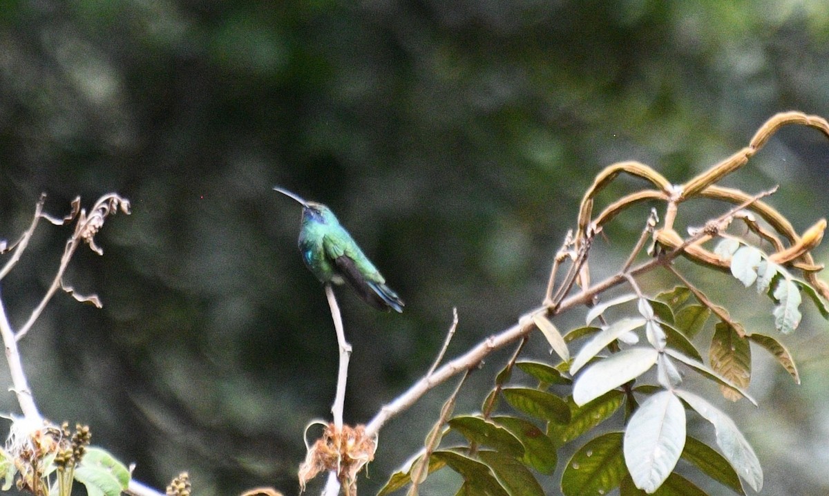 fiolørekolibri - ML645546785