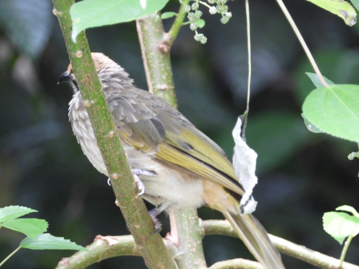 Straw-headed Bulbul - ML645546788