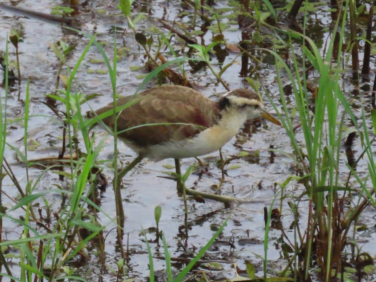 Northern Jacana - ML645546793