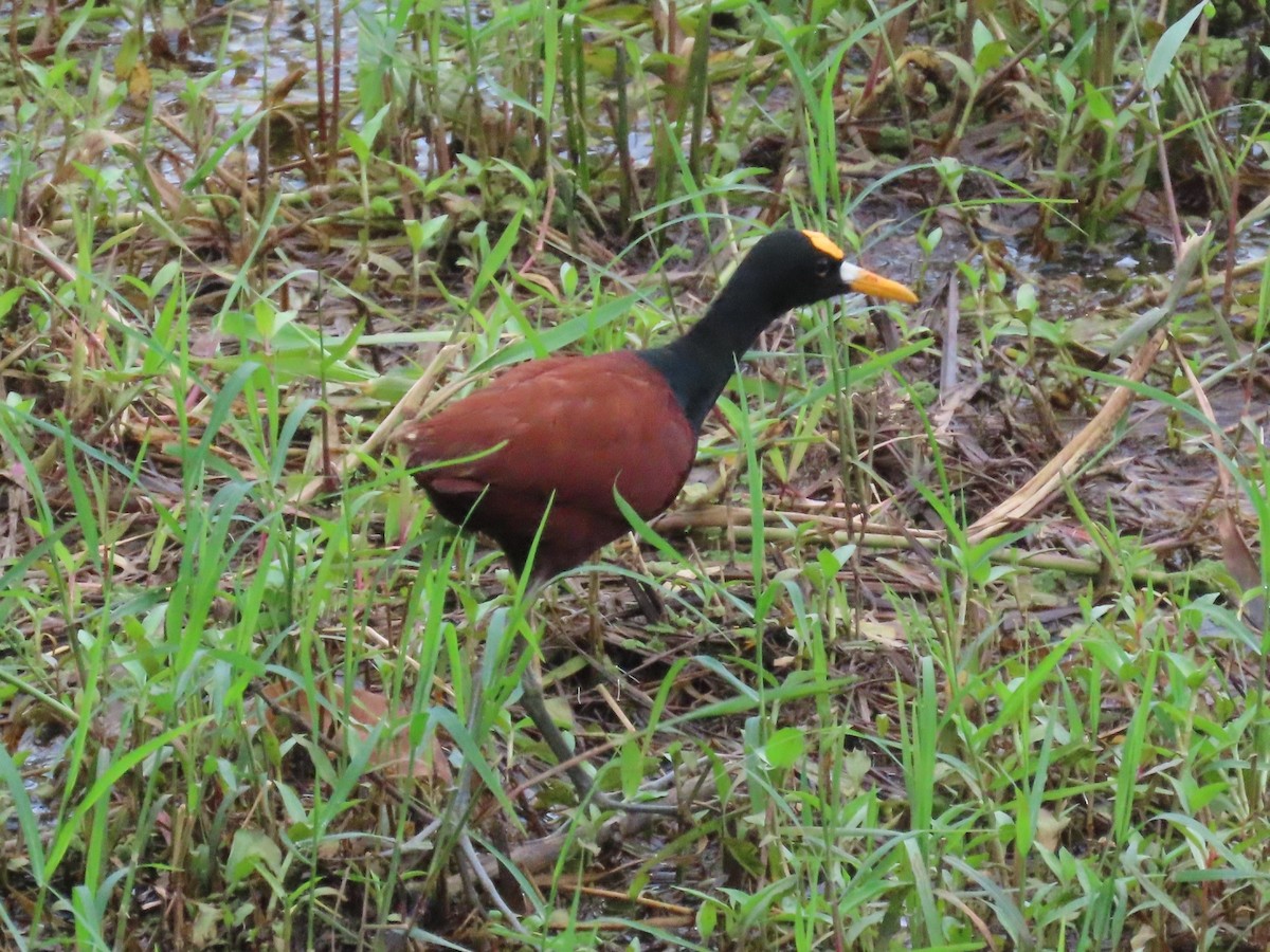 Northern Jacana - ML645546794