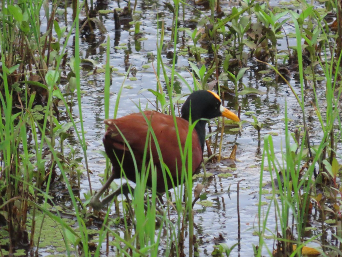 Northern Jacana - ML645546795