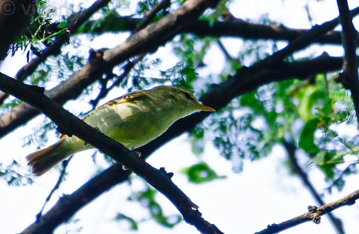 Greenish Warbler - ML645546796