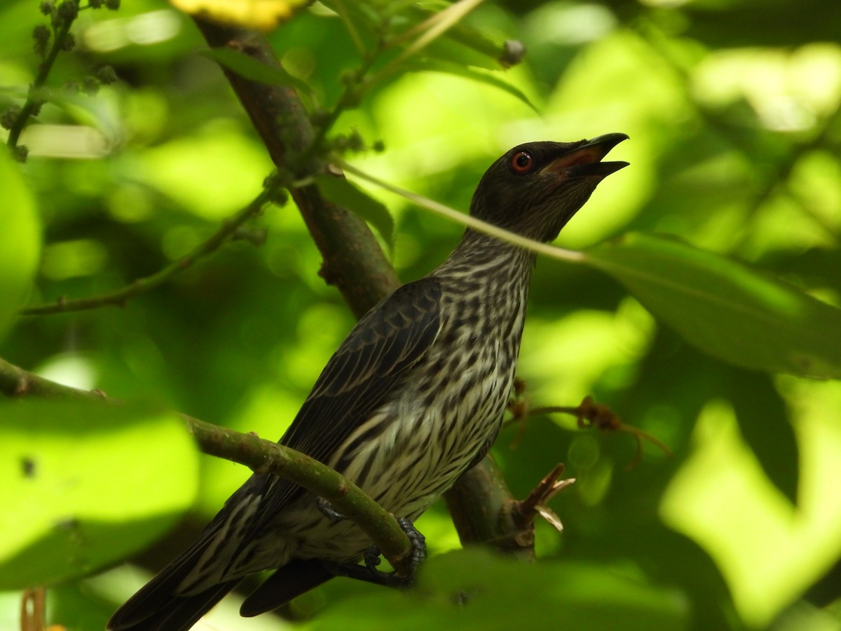 Asian Glossy Starling - ML645546798