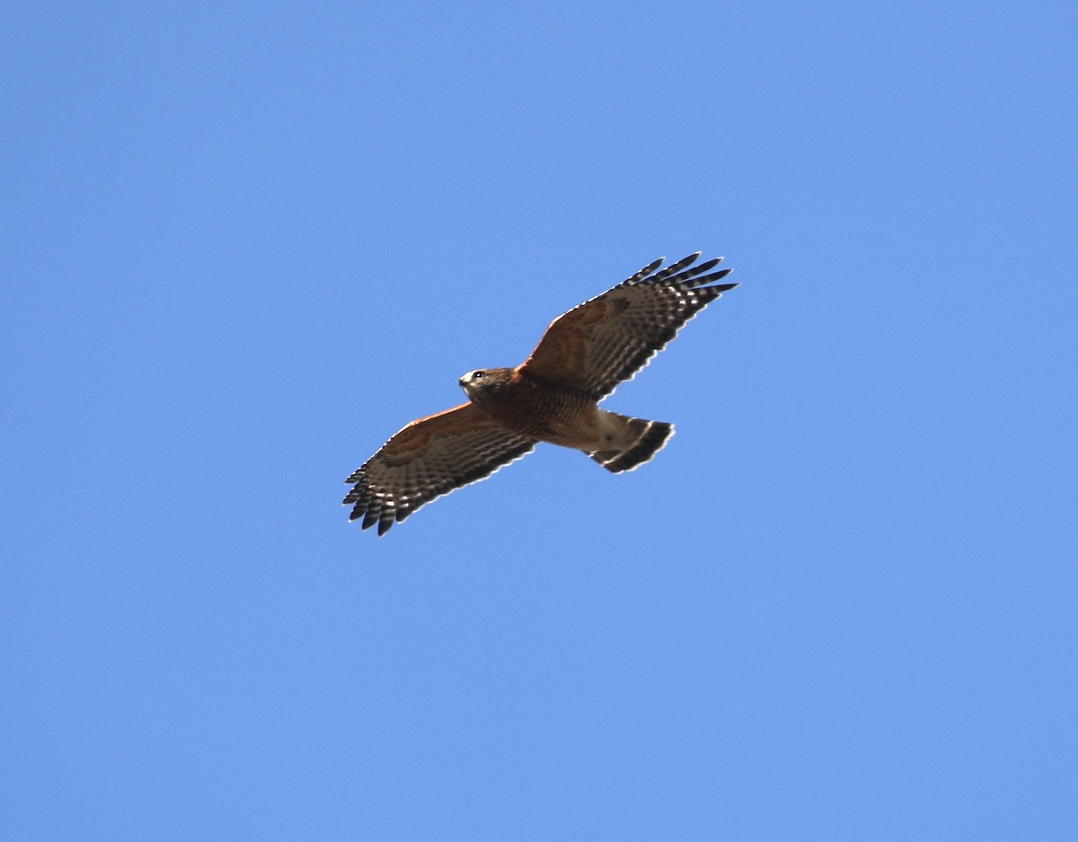 Red-shouldered Hawk - ML645546802