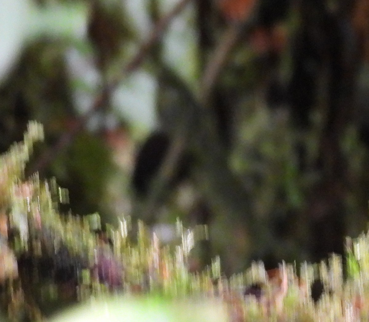 Long-tailed Tapaculo - ML645546807