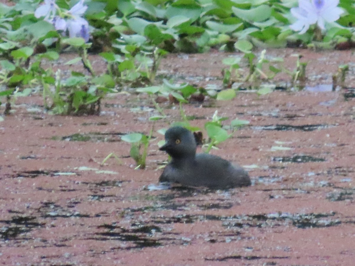 Least Grebe - ML645546814