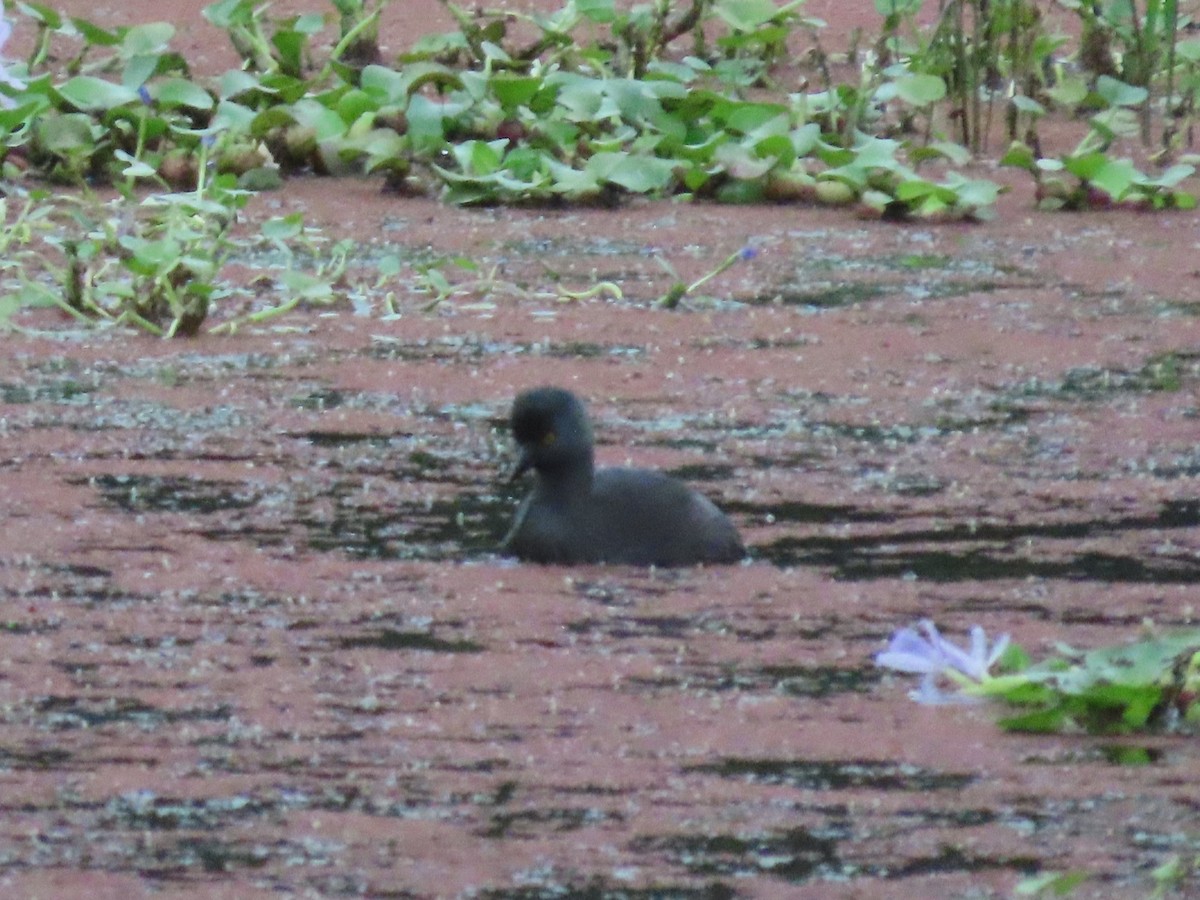 Least Grebe - ML645546815