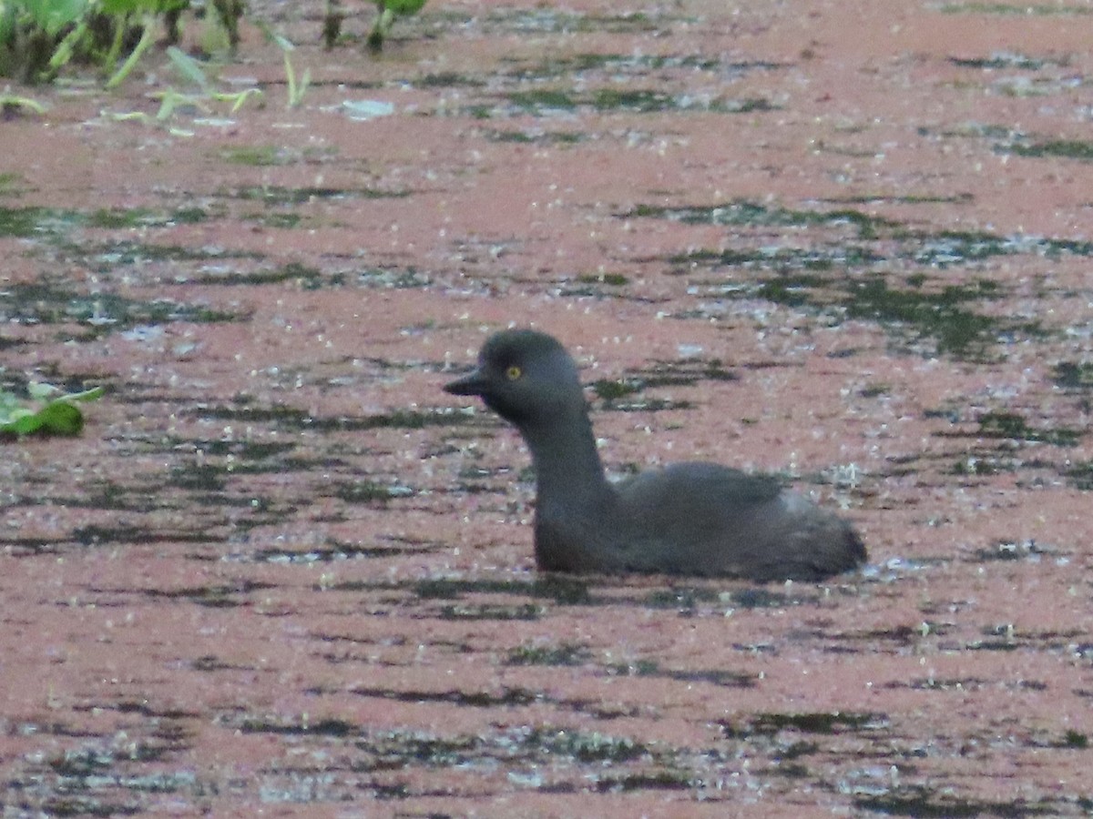 Least Grebe - ML645546816