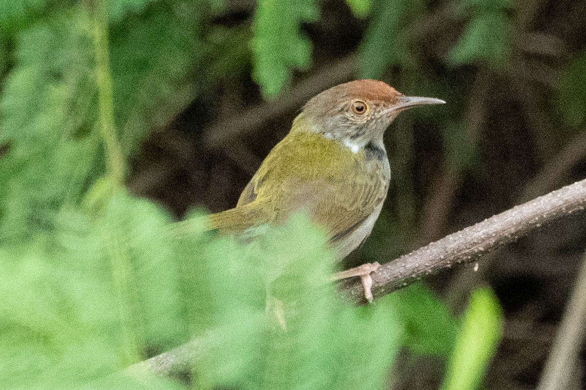 langstjertskredderfugl - ML645546835