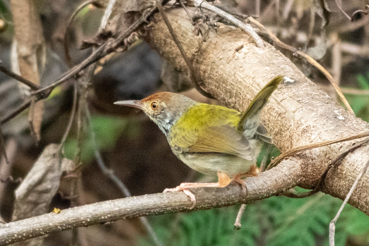 langstjertskredderfugl - ML645546836