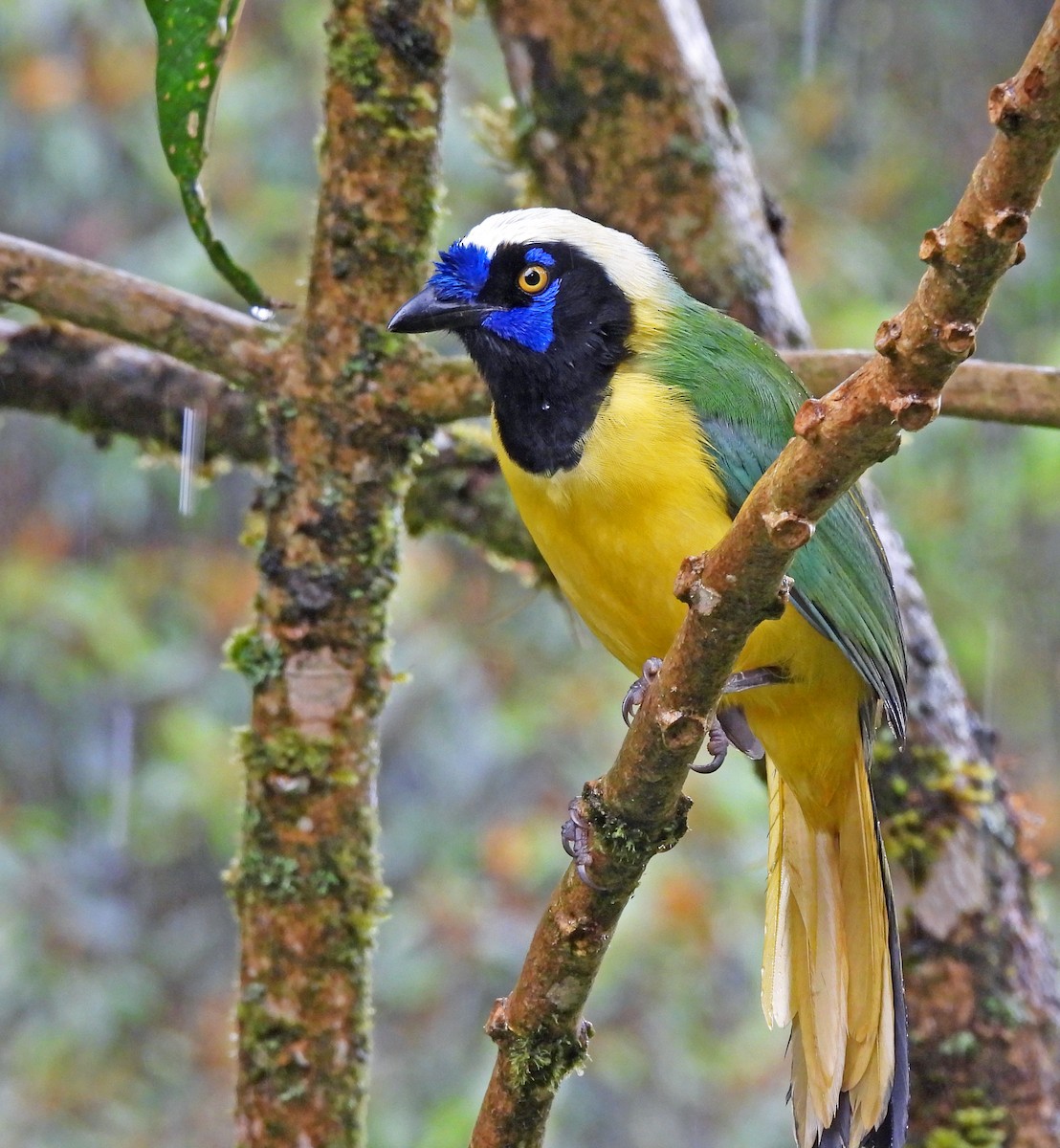 sojka zelenavá - ML645546837