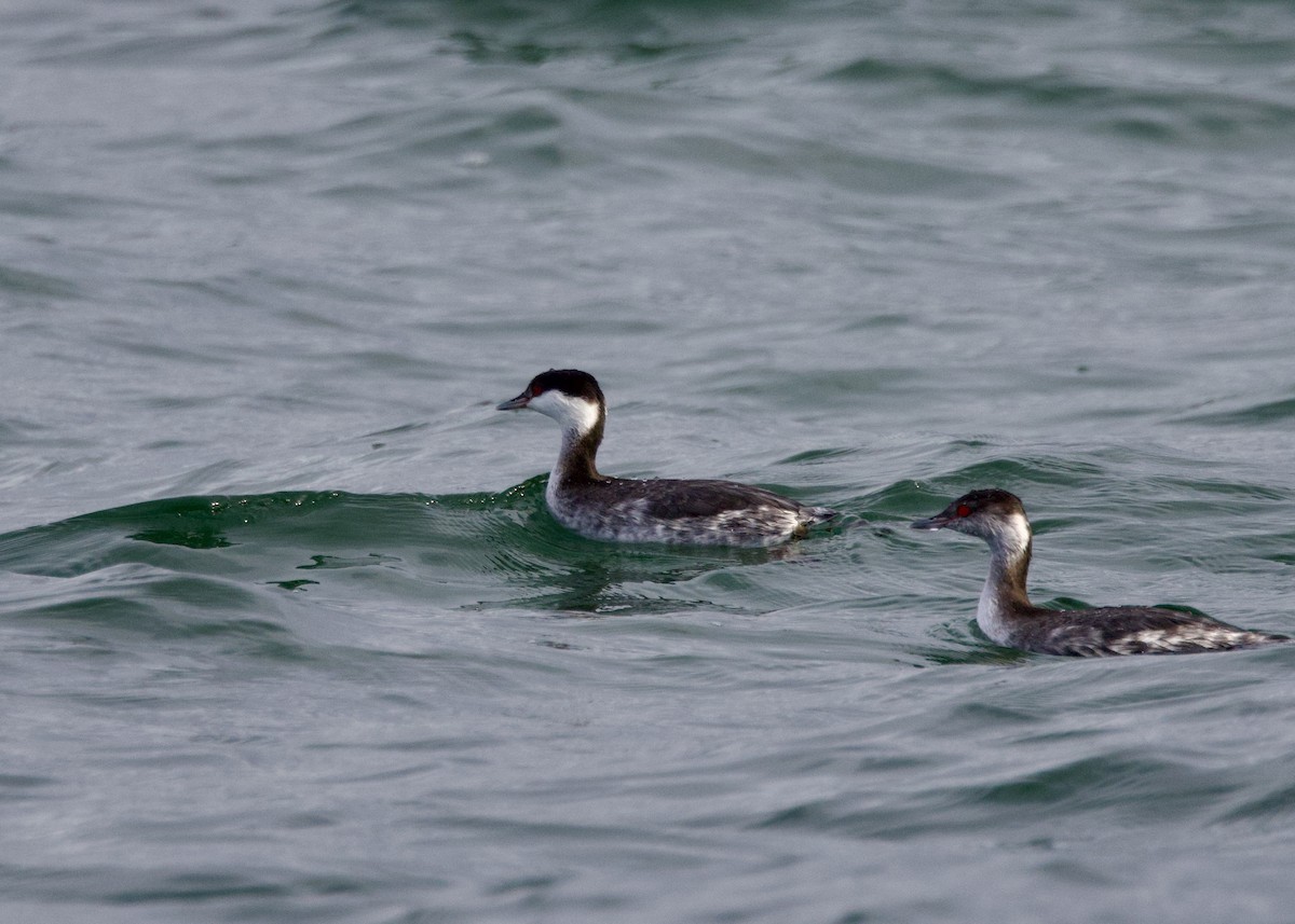 potápka žlutorohá - ML645546838