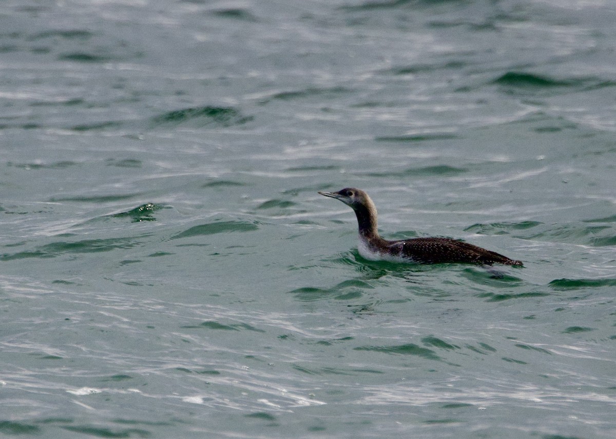 potáplice malá - ML645546844