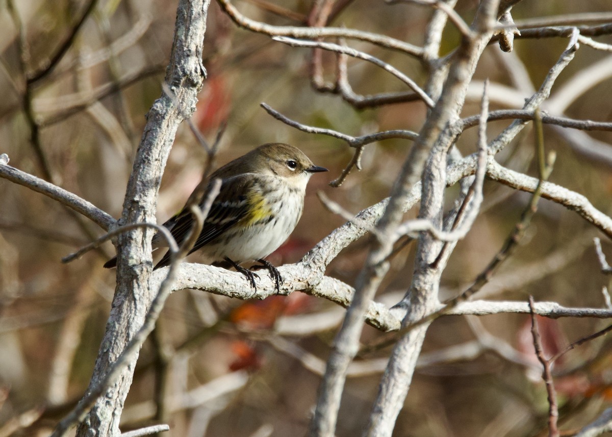 lesňáček žlutoskvrnný - ML645546849