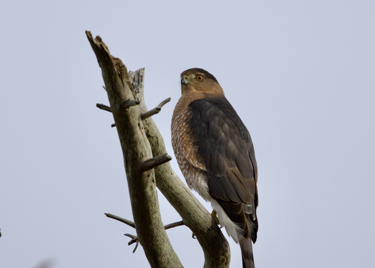 Cooper's Hawk - ML645546858