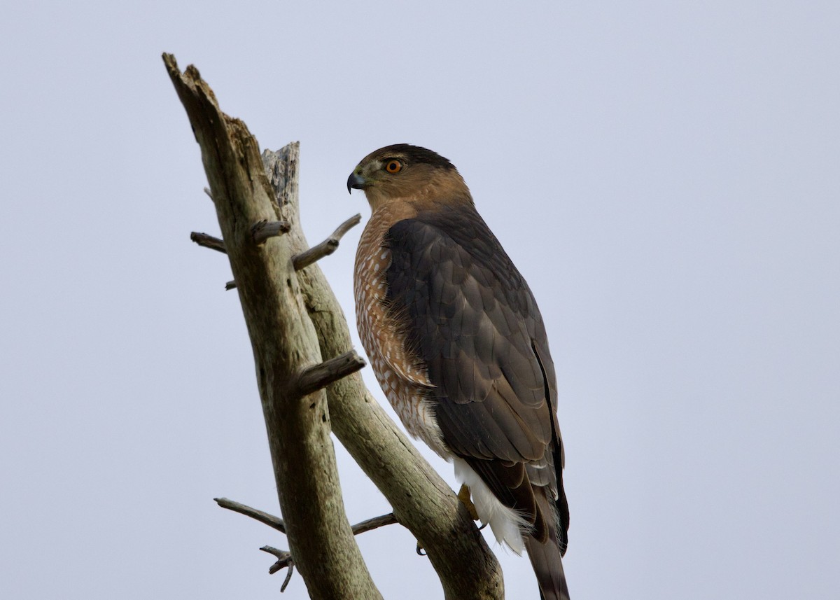 Cooper's Hawk - ML645546859