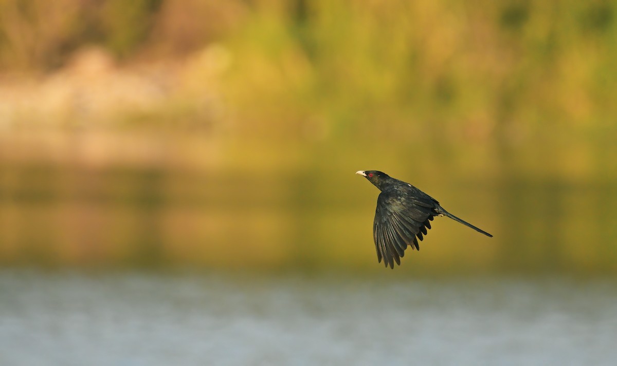 Asian Koel - ML645546860