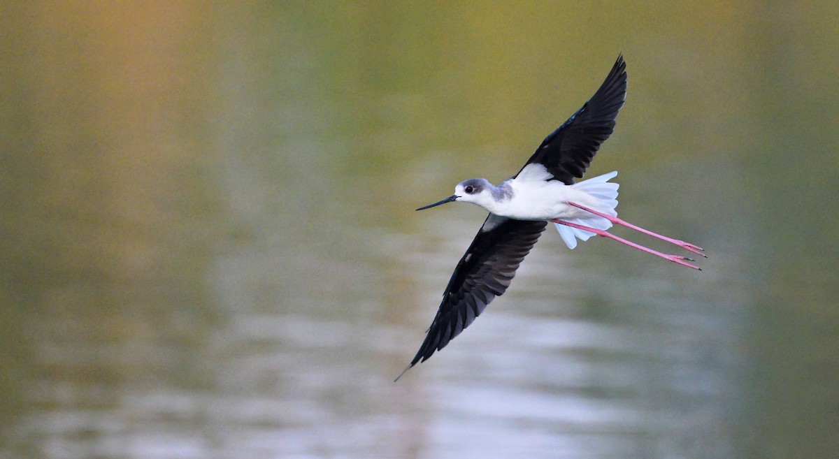 Black-winged Stilt - ML645546865