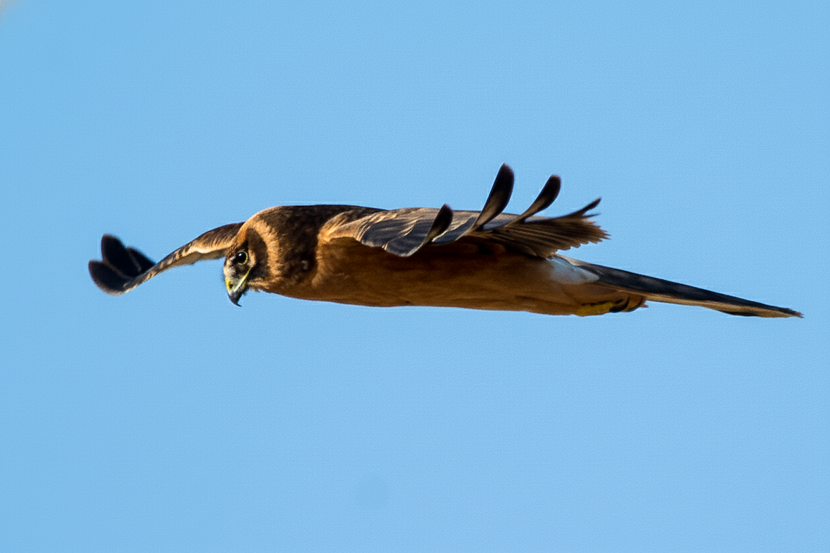 Pallid Harrier - ML645546878