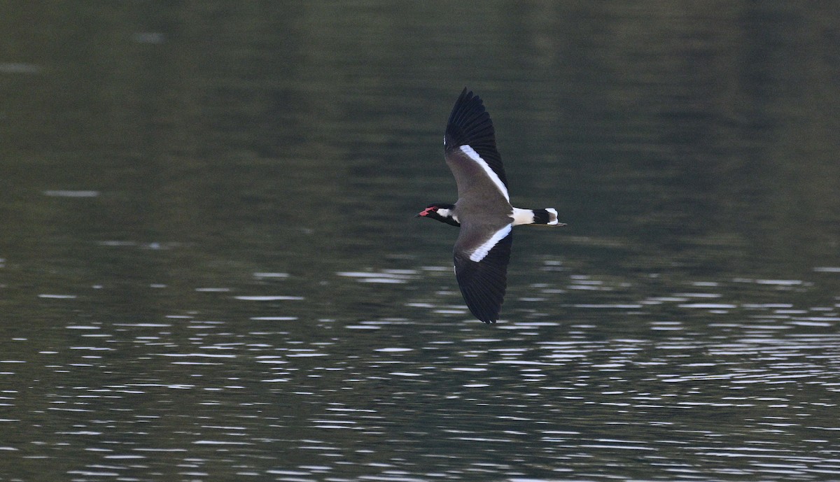 Red-wattled Lapwing - ML645546881