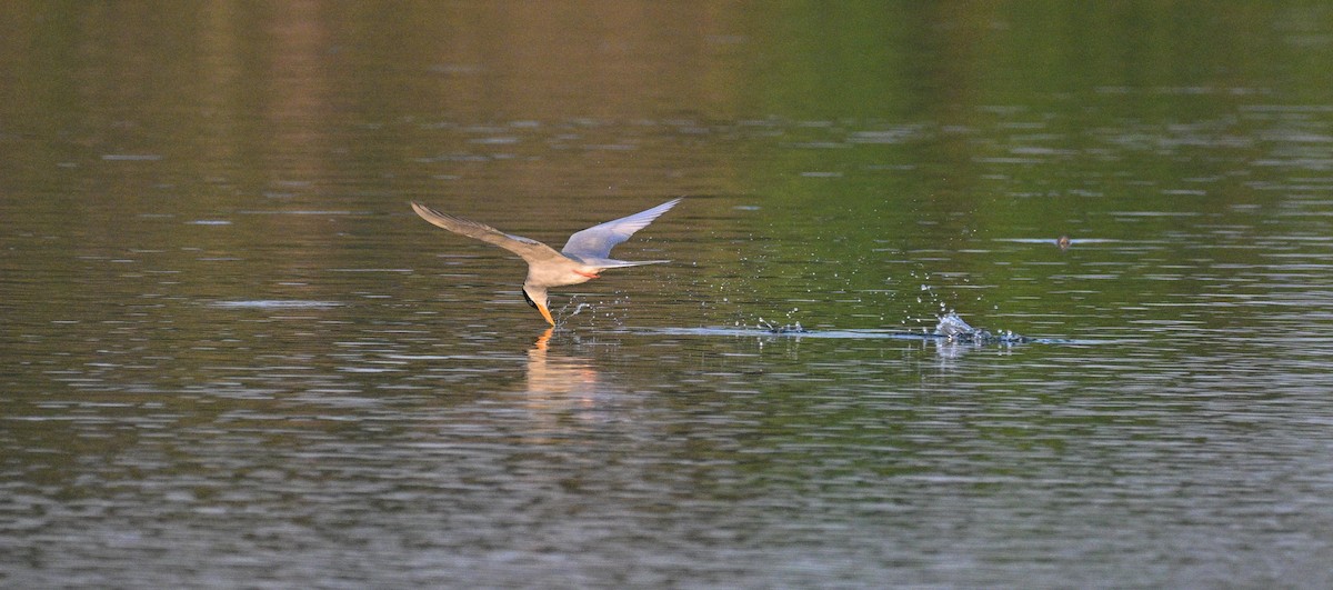 River Tern - ML645546885