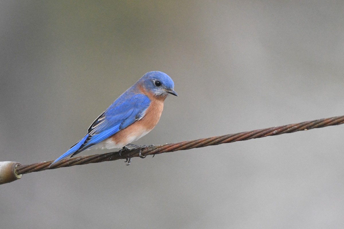 Eastern Bluebird - ML645546886