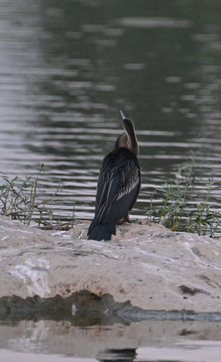 Oriental Darter - ML645546890