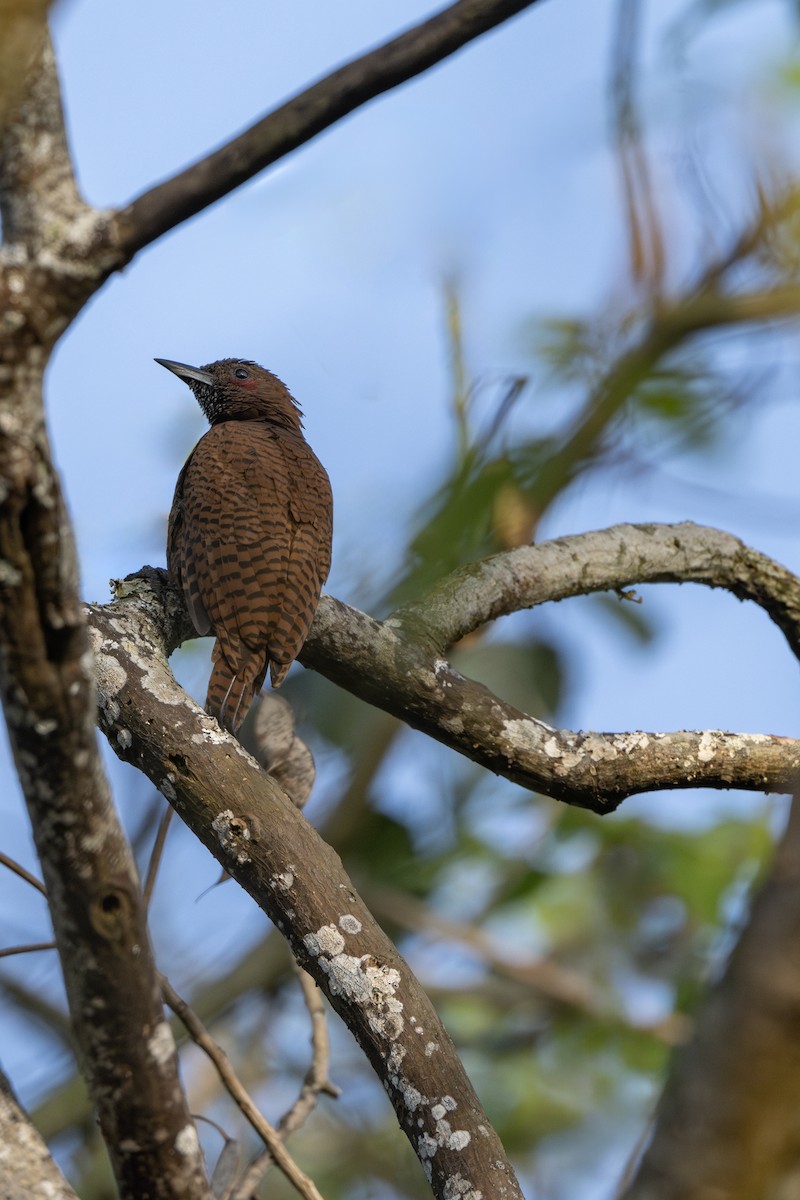 Rufous Woodpecker - ML645546891
