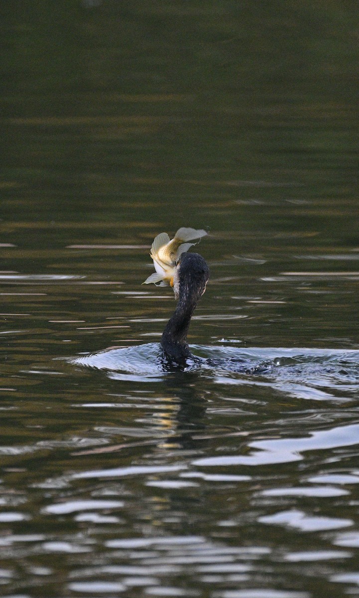 Great Cormorant - ML645546896