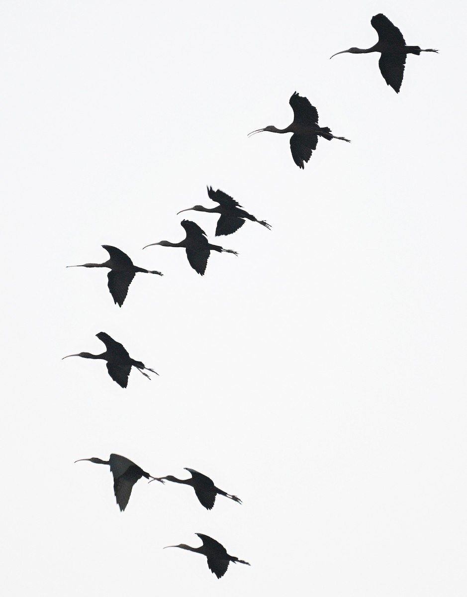 Glossy Ibis - ML645546898
