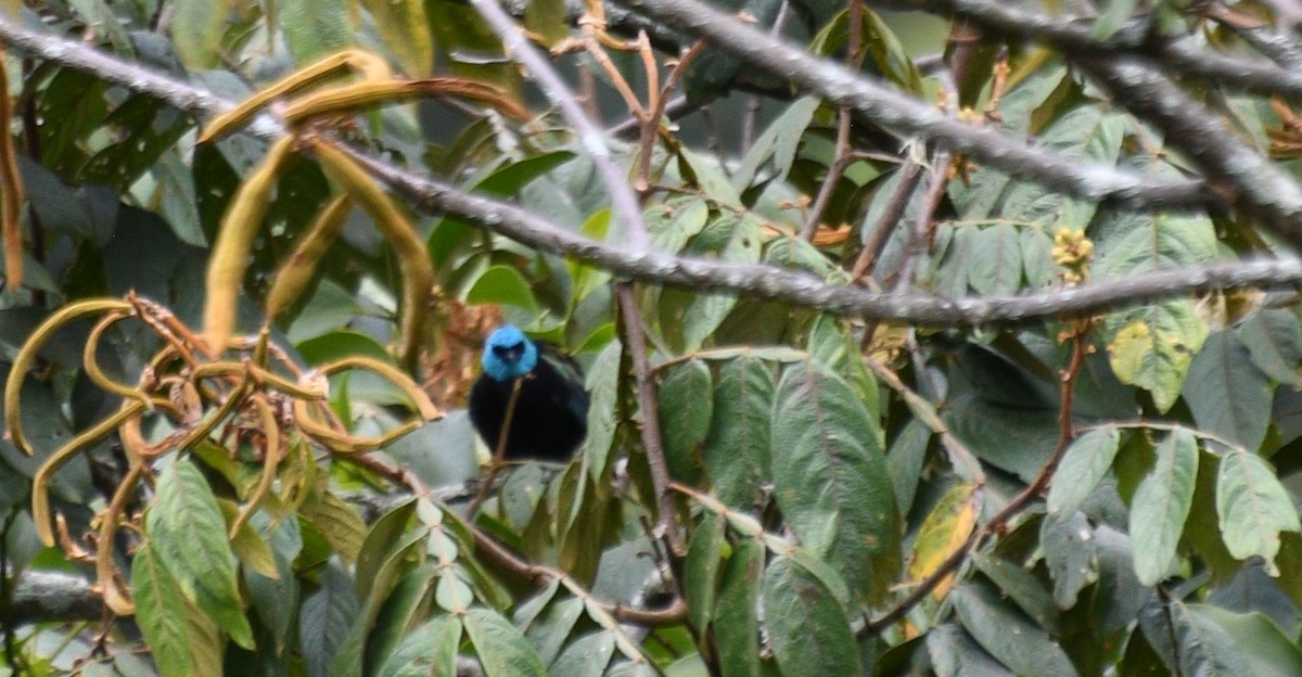Blue-necked Tanager - ML645546904