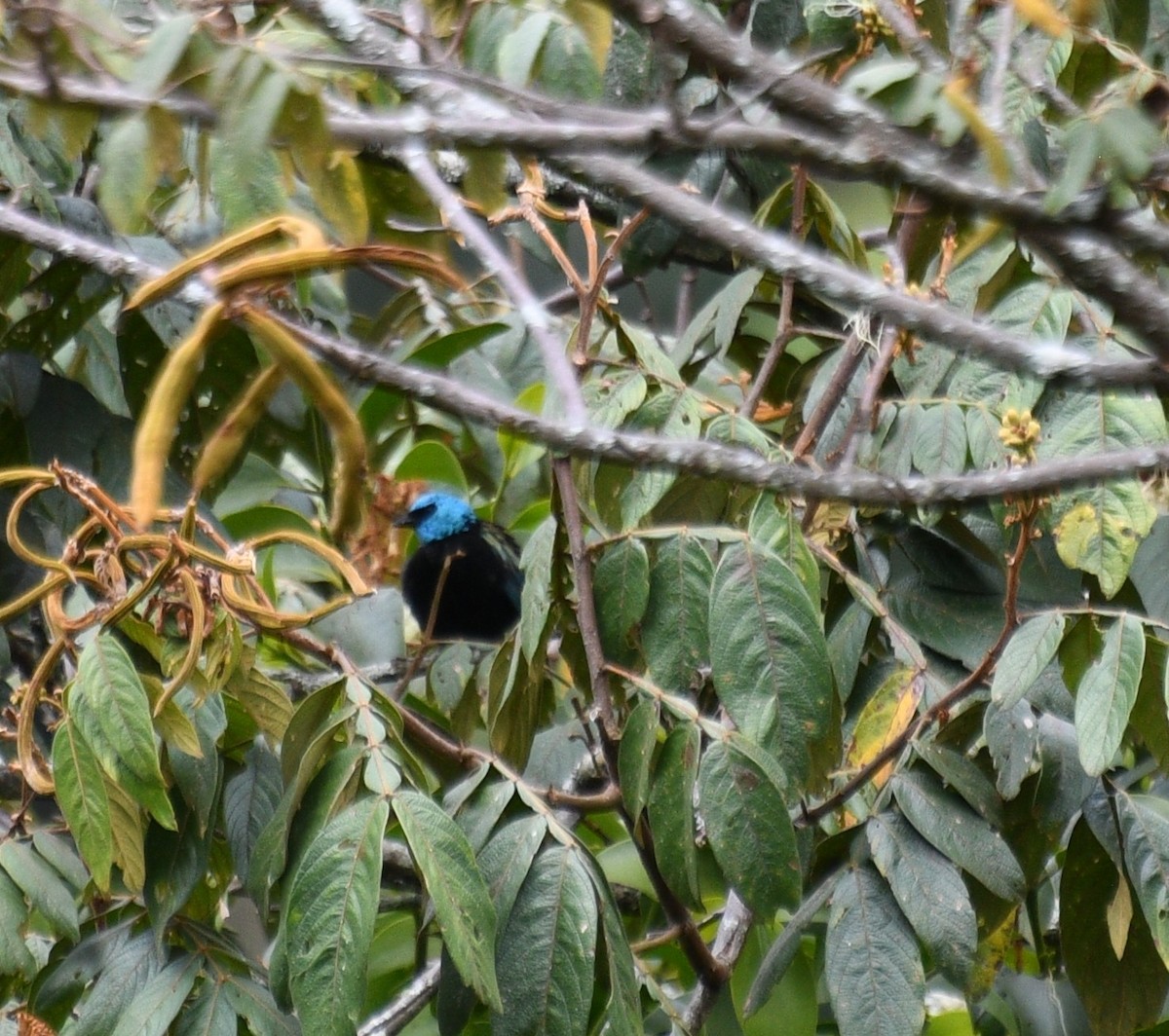 Blue-necked Tanager - ML645546905