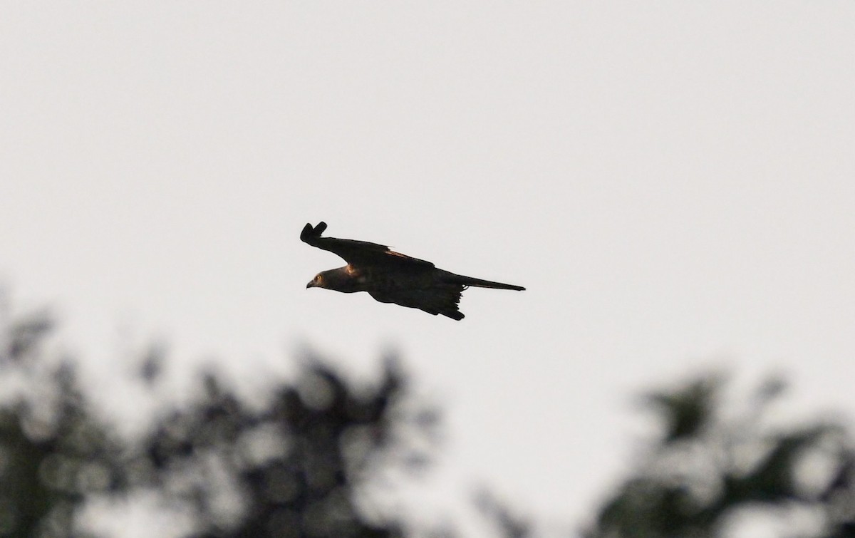 Oriental Honey-buzzard - ML645546907