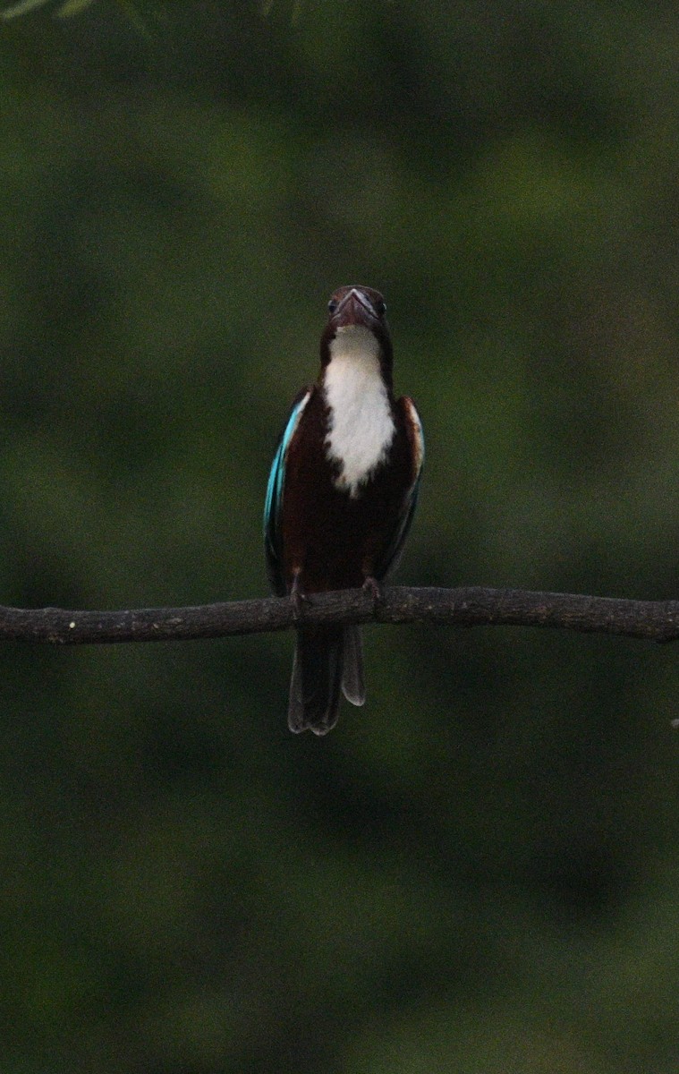 White-throated Kingfisher - ML645546913
