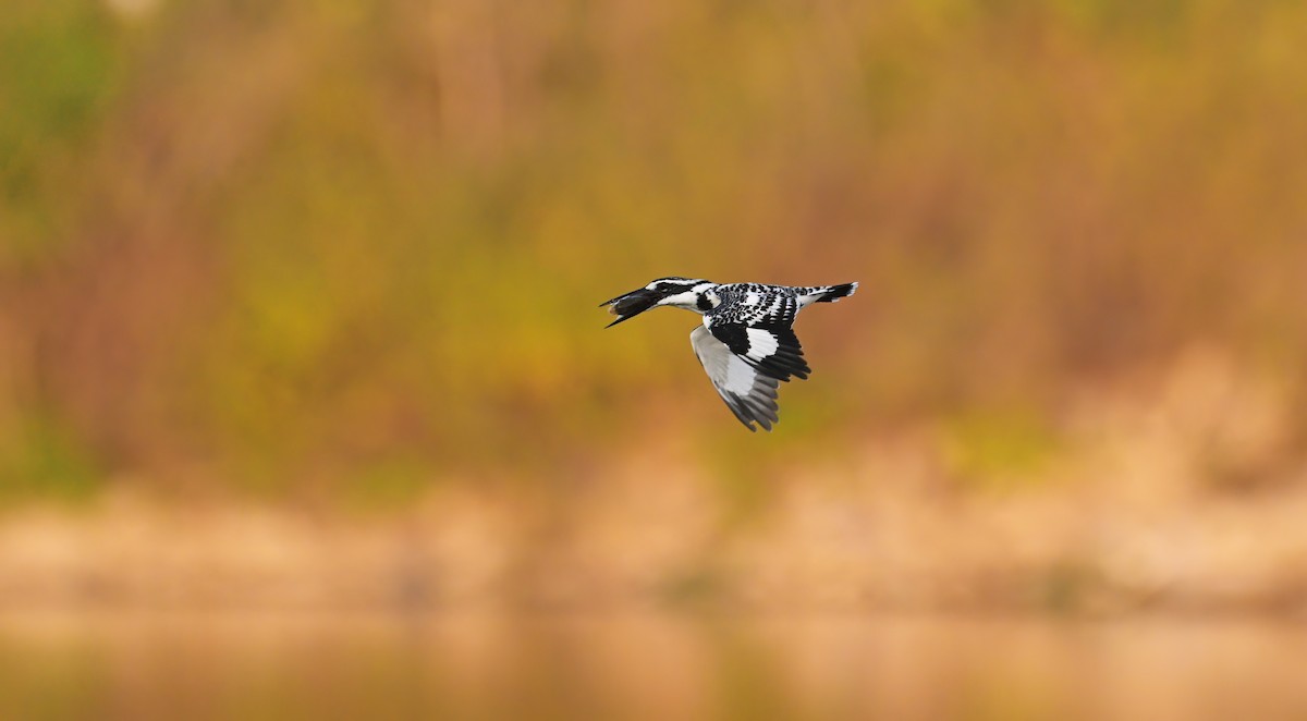 Pied Kingfisher - ML645546916