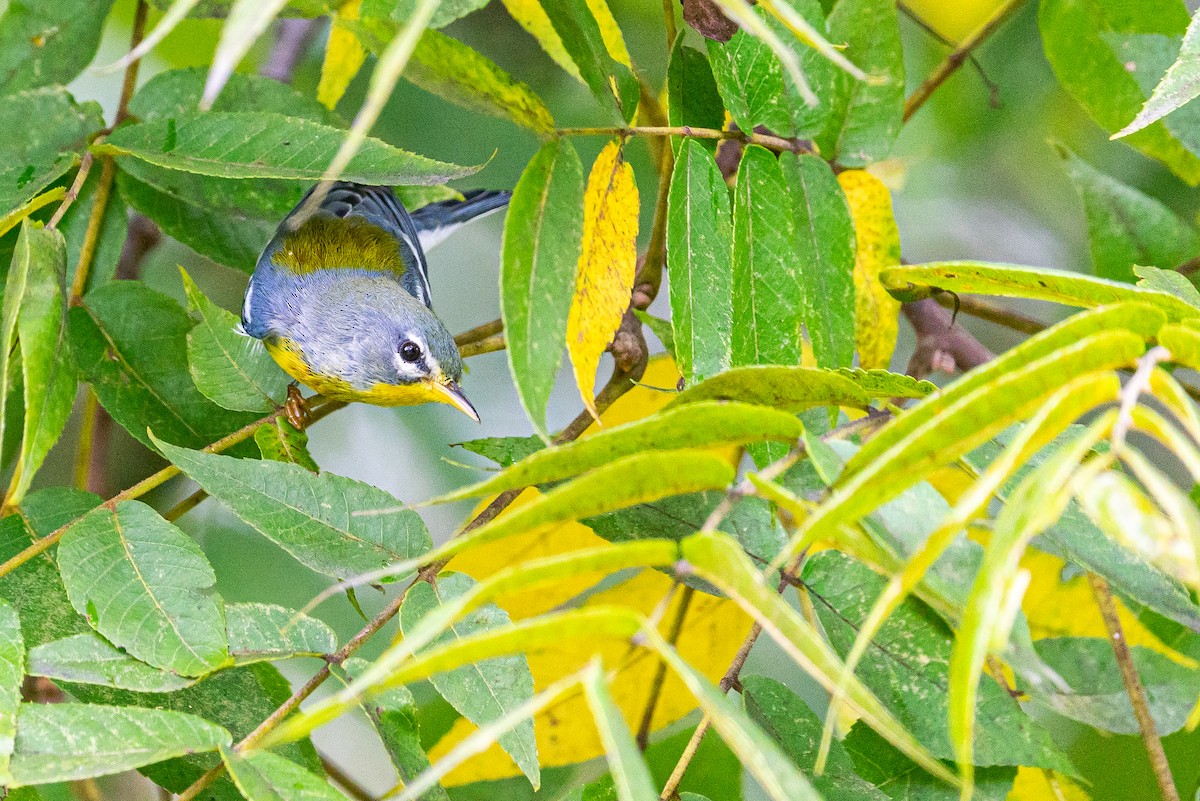 Northern Parula - ML645546920