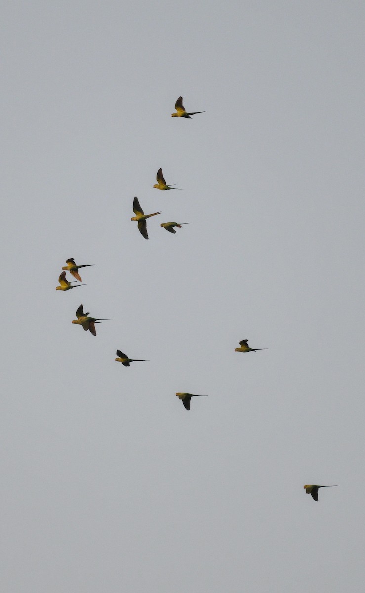 Rose-ringed Parakeet - ML645546924